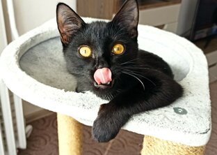 Коты на спорте