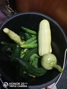 Кабачки, цуккини, патиссоны