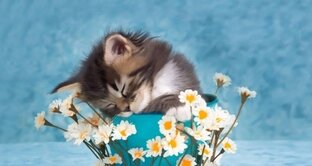 Юмор, демотиваторы, анекдоты