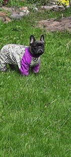 Одежда для наших питомцев на заказ