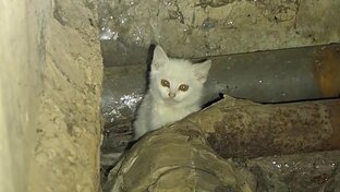 Бездомные кошки
