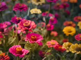 Цветы вокруг дома