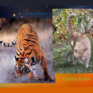 Большие дикие коты