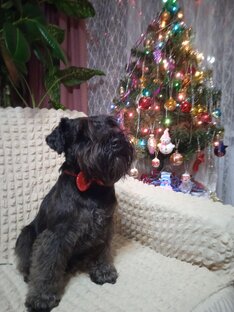 Как Бакстер встречает Новый Год