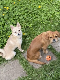 Мои питомцы