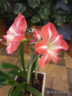 Широкий формат..