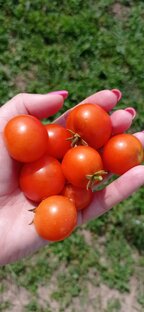 Урожай на огороде