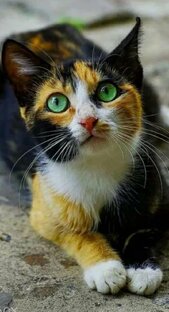 Интересные факты о кошках 