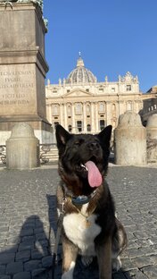 Путешествия с собакой и котом