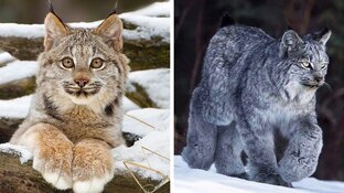 Веда,дочь Велимудра!