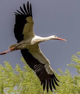 Беларусь, я твое продолжение 