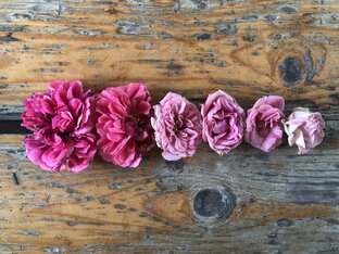 Цветочная радуга 🌈