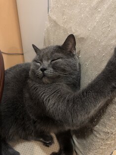 Котики
