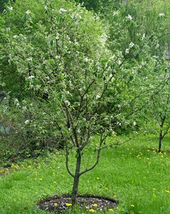 Дела садовые 