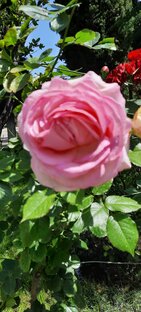 Мусульманская религия и вопросы духовности.