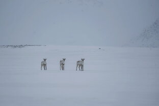 История ДСО