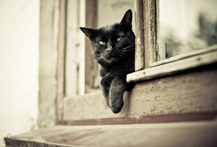 В МИРЕ ЖИВОТНЫХ