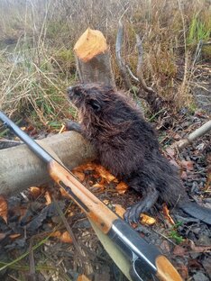 Охота на бобра