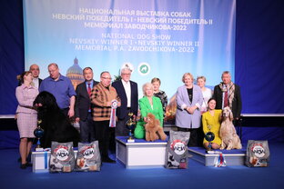 Выставки собак