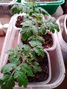 Выращивание рассады томатов