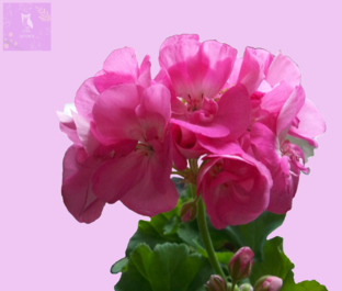 Растения и цветы