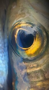 Рыбалка на хариуса