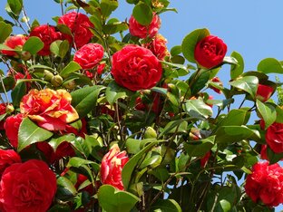 Парк Галицкого в Краснодаре: фото, видео, интересные места.... 