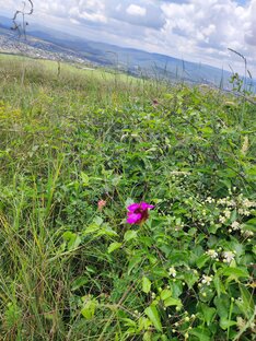 Природа гор