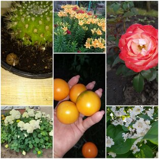 Заметки садовода-любителя