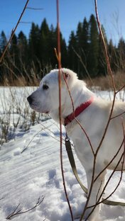 Всё о собаках