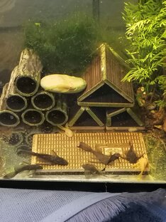 Зелёный дракон