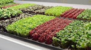 Разновидности микрозелени