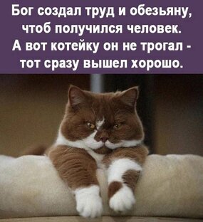 Кототерапия и прочие смехотерапевтические заметки. 