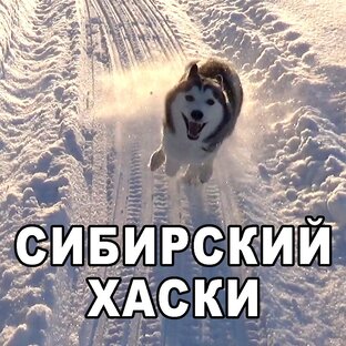 Пёс Брюлик. Жизнь замечательной собачки.