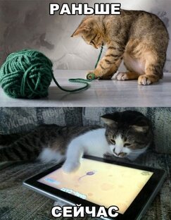 СМЕШНЫЕ КОШКИ, ЮМОР