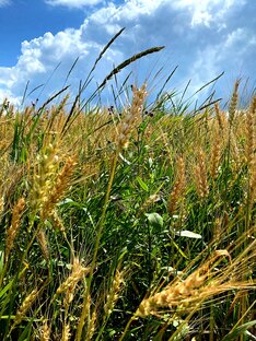 То, что рифмуется.