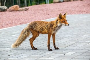 Животные 