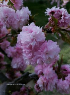 Фотокарточки