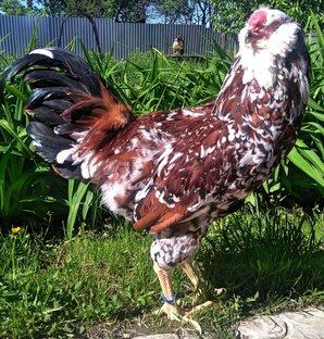 О птице в ЛПХ