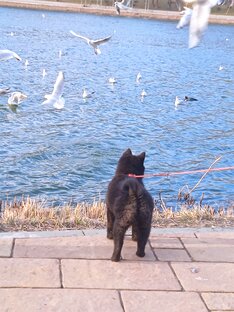 Дрессировка, воспитание...выставки, соревнования...