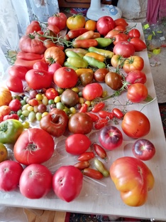 Августовский коллаж