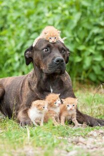 Котики собачки 