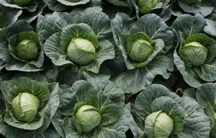 Хрустящая капуста