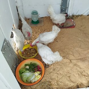 Куры и все-все-все