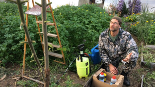 Подготовка Павловнии к зиме