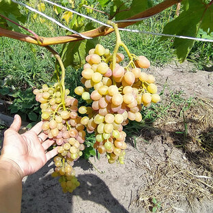 Виноград лучистый