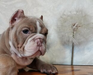 Американский булли покет с заэкзоченой мордой 