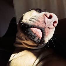 На злобу дня. Актуально о кинологии