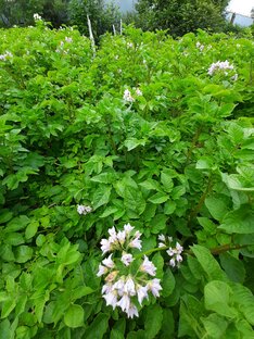 картошечка - объеденье