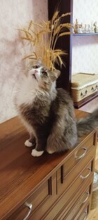 КОТ ЛЕОНИД 